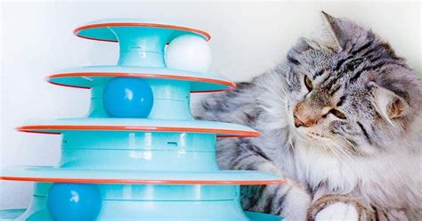 From Catnip to Feathers: The Range of Magic Organic Cat Toy Accessories